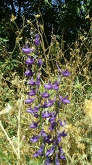 Delphinium peregrinum