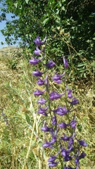 Delphinium peregrinum