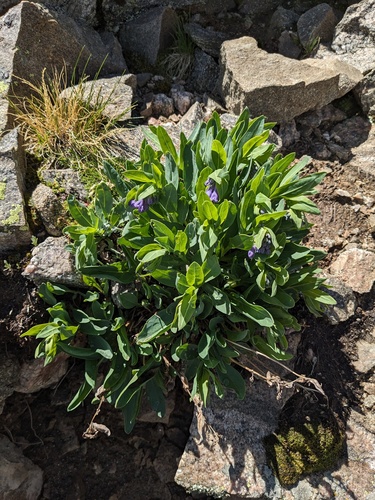 celestial bluebells (Mertensia ovata)