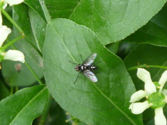 Diptera