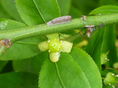 Euonymus alatus