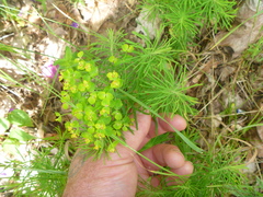 Euphorbia cyparissias