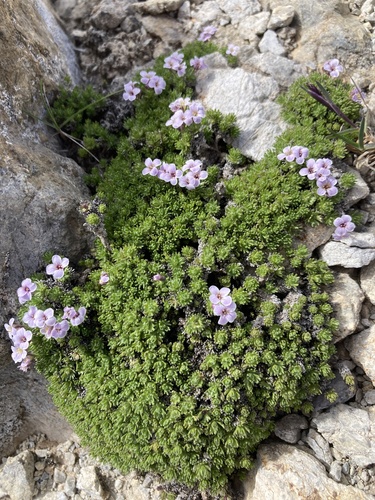 Pyrenean Rockcress (Petrocallis pyrenaica)