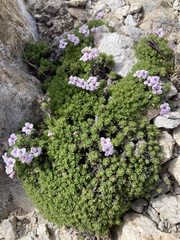 Pyrenean Rockcress (Petrocallis pyrenaica)