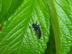 Harmonia axyridis