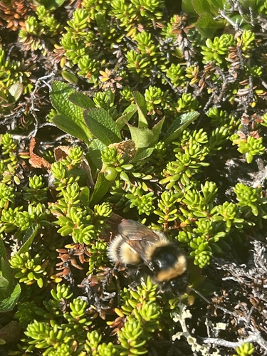 High Country Bumble Bee photo 3