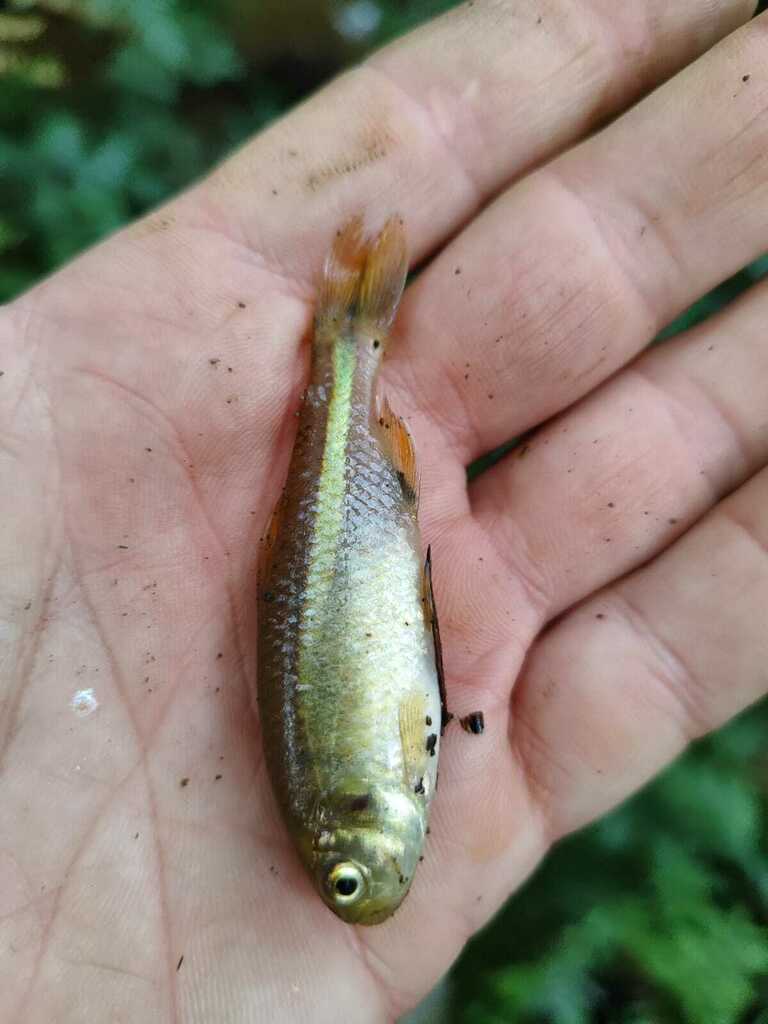 Shortfin tetra (Astyanax brachypterygium) — Characidae