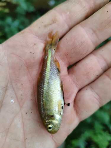 Shortfin tetra (Astyanax brachypterygium) — Characidae
