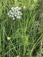 Ptilimnium capillaceum