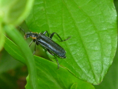 Cantharis obscura