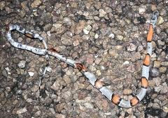 Lampropeltis alterna