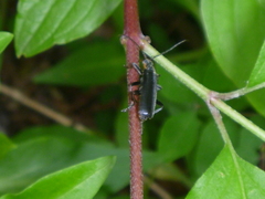 Cantharis obscura