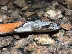 Lampropeltis alterna