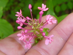 Centranthus ruber