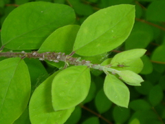 Aphididae