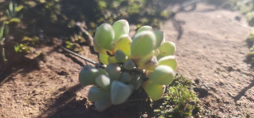 Oscularia piquetbergensis (Oscularia piquetbergensis)