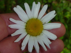 Leucanthemum