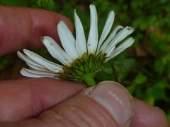 Leucanthemum