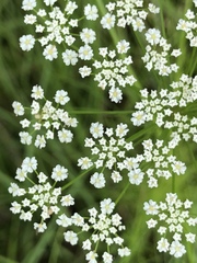 Ptilimnium capillaceum