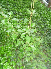 Populus