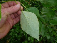 Populus