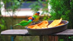 Tangara cyanocephala