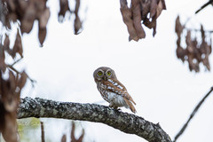 Glaucidium capense ngamiense