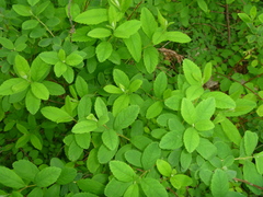 Spiraea