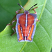 Tessaratomidae - Photo (c) Roderic Page, μερικά δικαιώματα διατηρούνται (CC BY), uploaded by Roderic Page