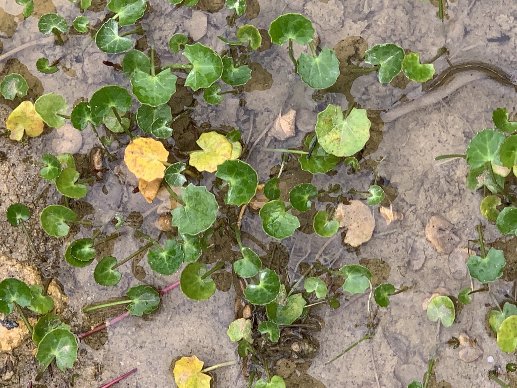 Centella asiatica - Inner West indigenous plant