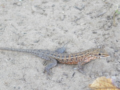 Meroles squamulosus