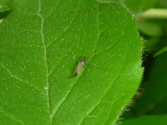 Diptera