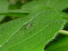 Diptera