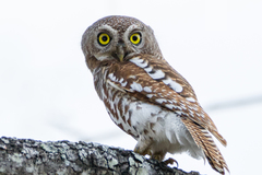 Glaucidium capense ngamiense