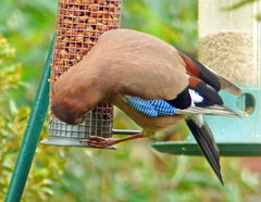 Garrulus glandarius