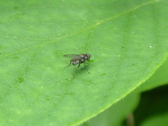 Diptera
