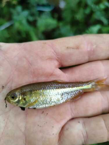 Kortvin-tetra (Astyanax brachypterygium) — Characidae