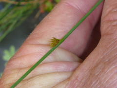 Juncus