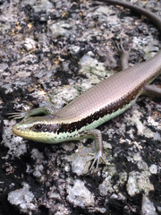 Long-Tailed Sun Skink photo 2