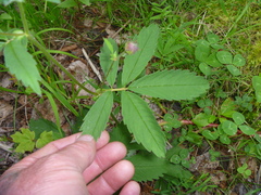 Comarum palustre