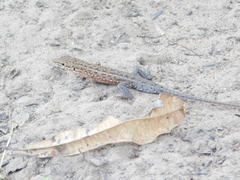 Meroles squamulosus