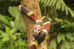 Rhinobothryum bovallii