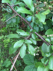 Prunus spinosa