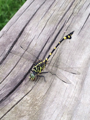 Ictinogomphus pertinax