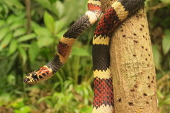 Rhinobothryum bovallii