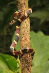 Rhinobothryum bovallii