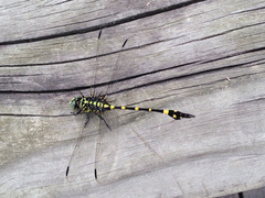 Ictinogomphus pertinax
