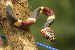 Rhinobothryum bovallii