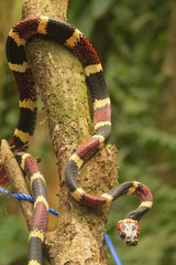 Rhinobothryum bovallii