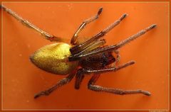 Eutittha stratiotica